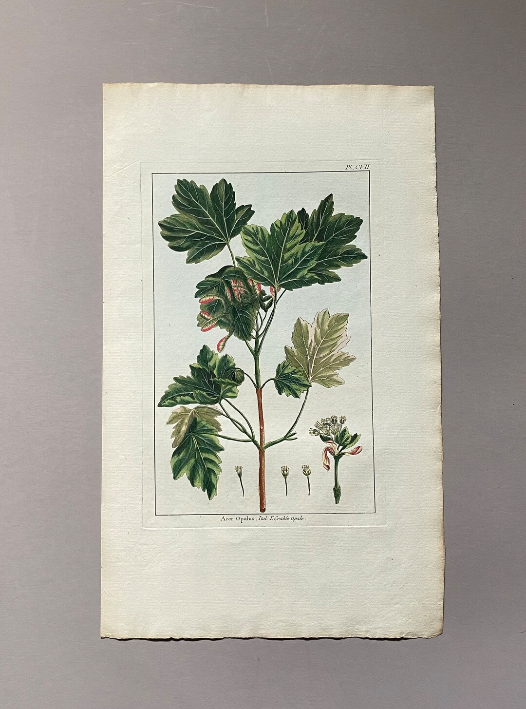 Acer Opalus. an Original Hand Coloured Copper Plate Engraving Etsy