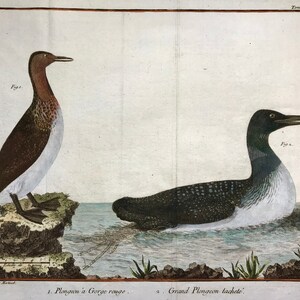 Könnte beinhalten: Eine Illustration von zwei Vögeln, einem Seetaucher und einem Taucher, auf weißem Hintergrund. Der Seetaucher schwimmt im Wasser und der Taucher steht auf einem Felsen. Die Illustration stammt aus einem Buch mit dem Titel "Tome. II. Pl. XXI."