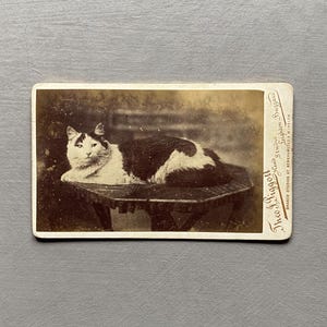 猫の珍しいカルト・ド・ヴィジット写真。テオ・J・ピゴット。レイトン・バザード、イギリス。サイズ: 10.5 x 6.5 cm。