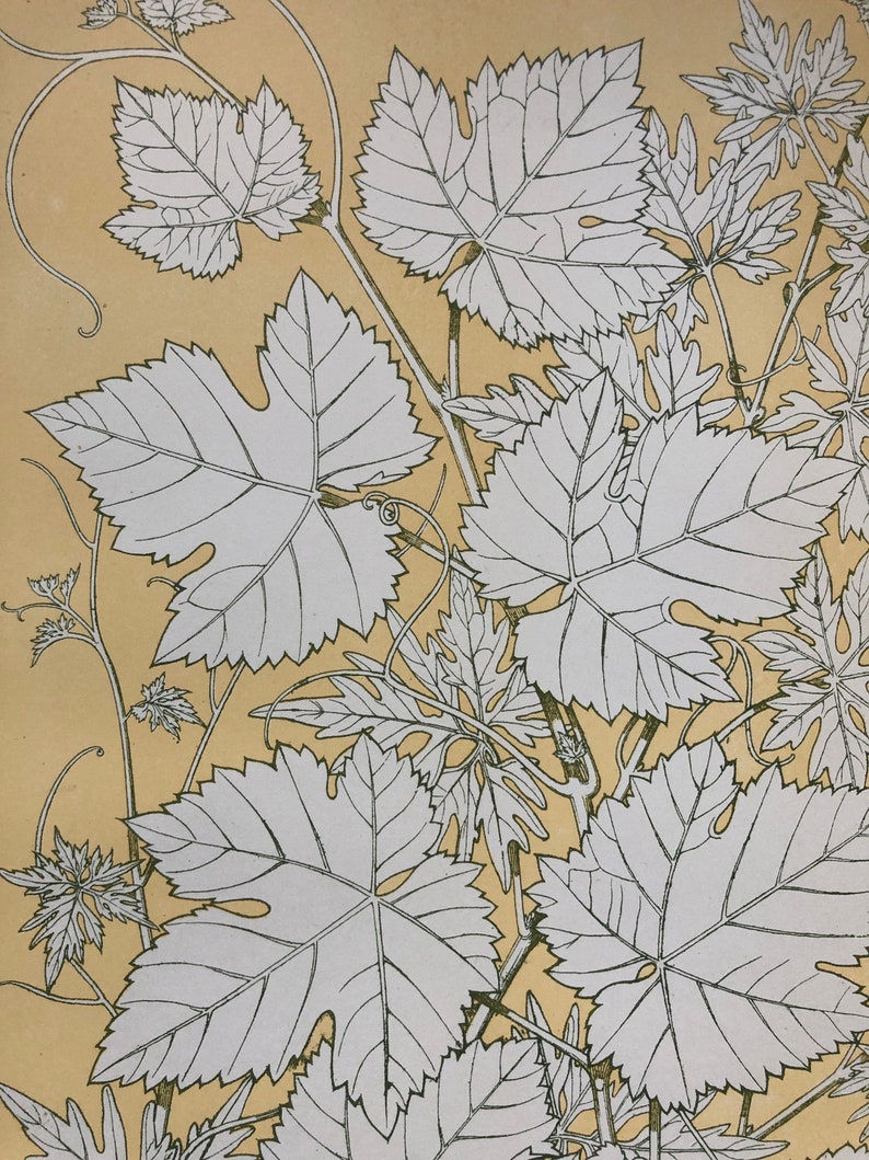 Leaves From Nature No 2 1809 68 An Original Plate From The Grammar Of Ornament By Owen Jones Vine Leaves Size 33 X 23 Cms Lithographs Art Collectibles Stokfella Com