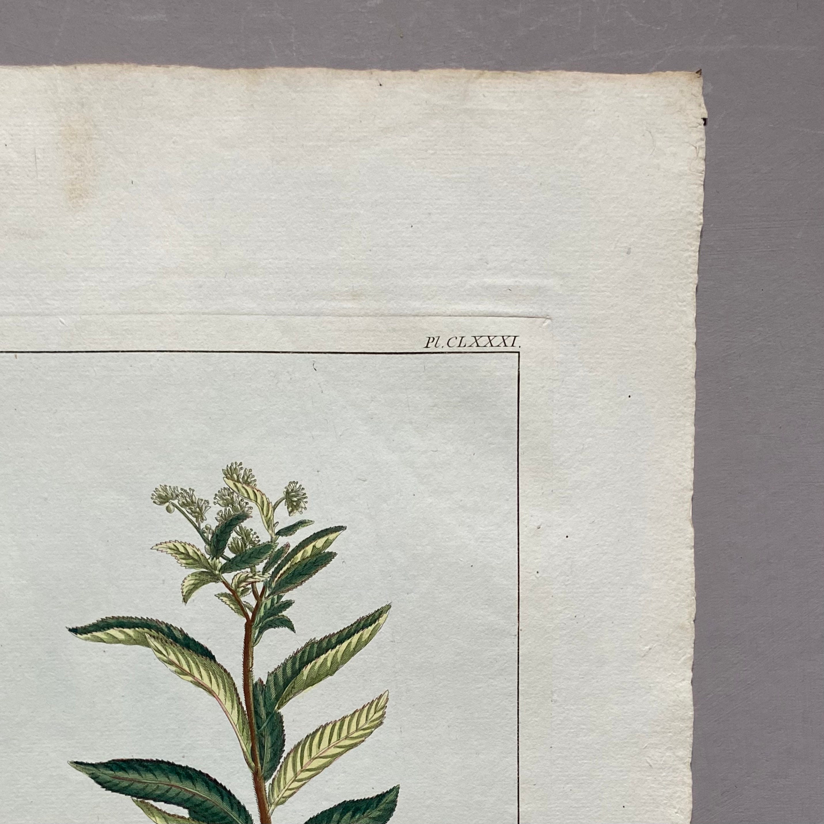 Penthorum Fedoides. an Original Hand Coloured Copper Plate Engraving by