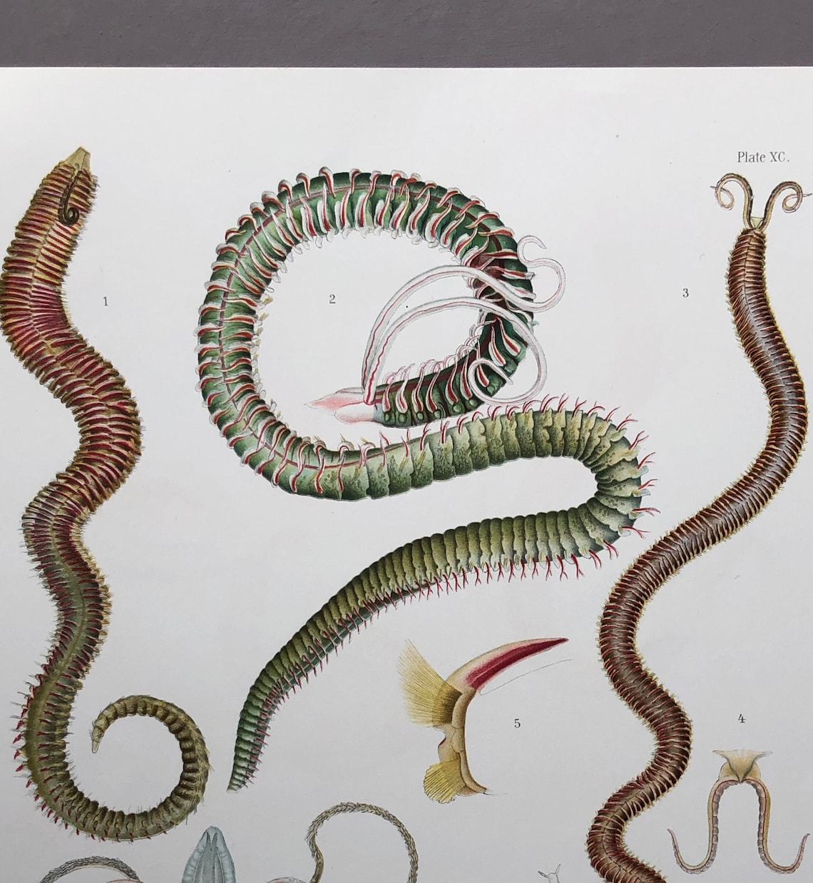 Sandworm Types Polychaetes. Sea Worms. From A Monograph of British Marine Annelids ...