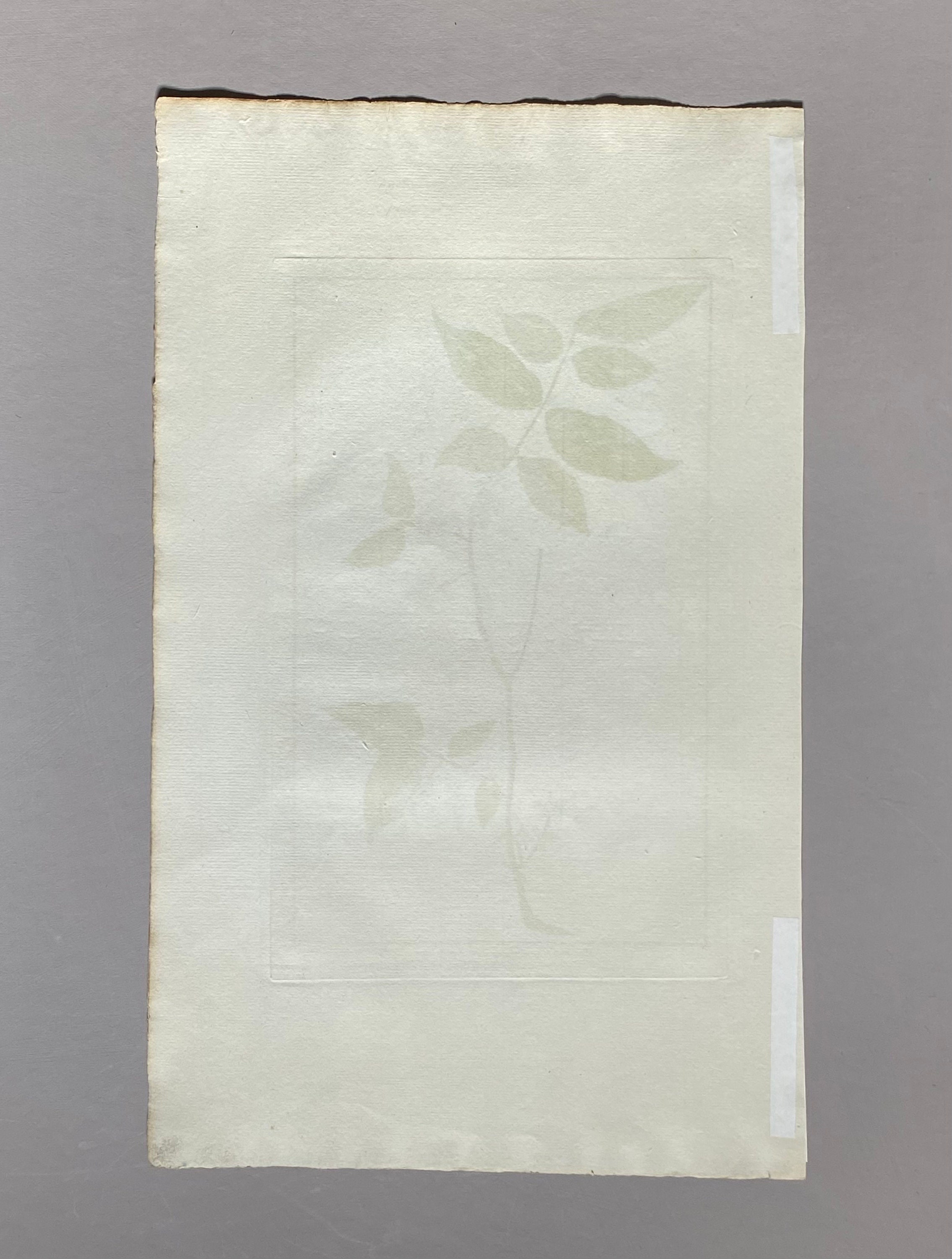 Melastoma Raussinia. an Original Hand Coloured Copper Plate Etsy