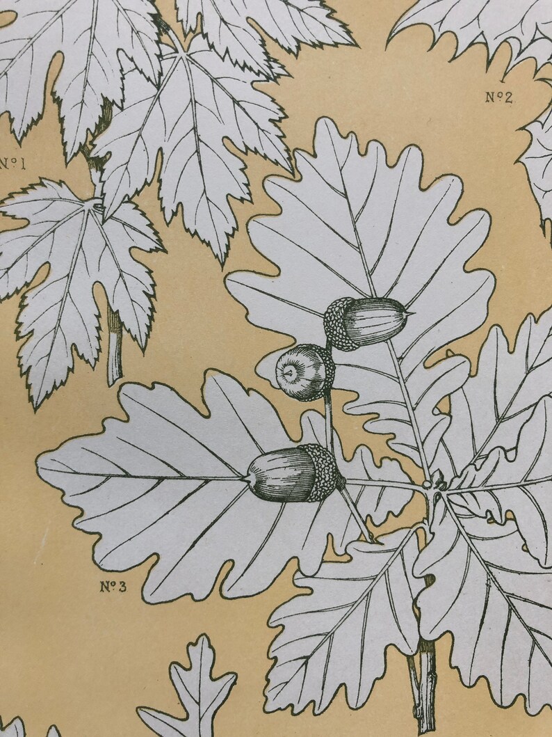 Size: 33 x 23 cms. An Original Plate From The Grammar of Ornament by Owen Jones Leaves From Nature No 5 1809-68