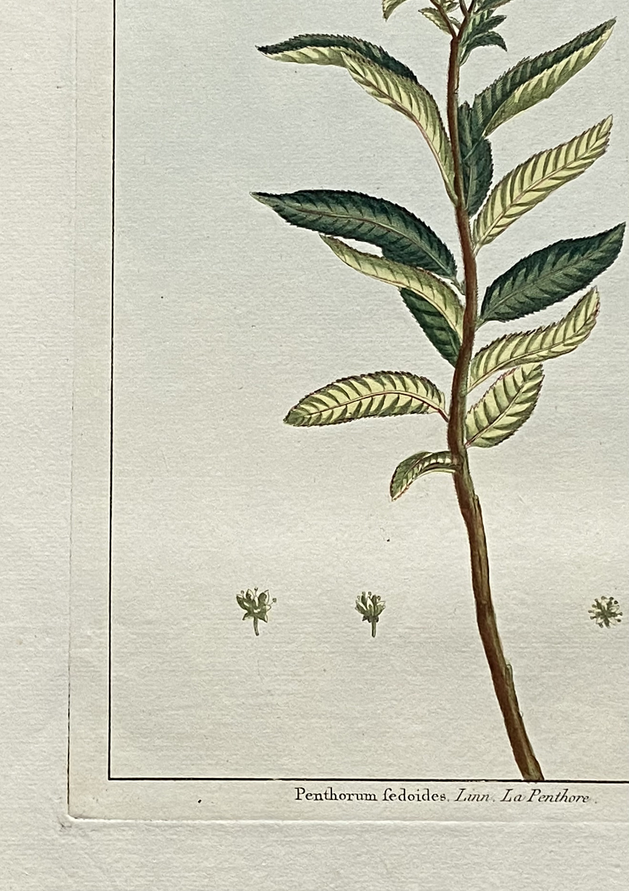 Penthorum Fedoides. an Original Hand Coloured Copper Plate Engraving by