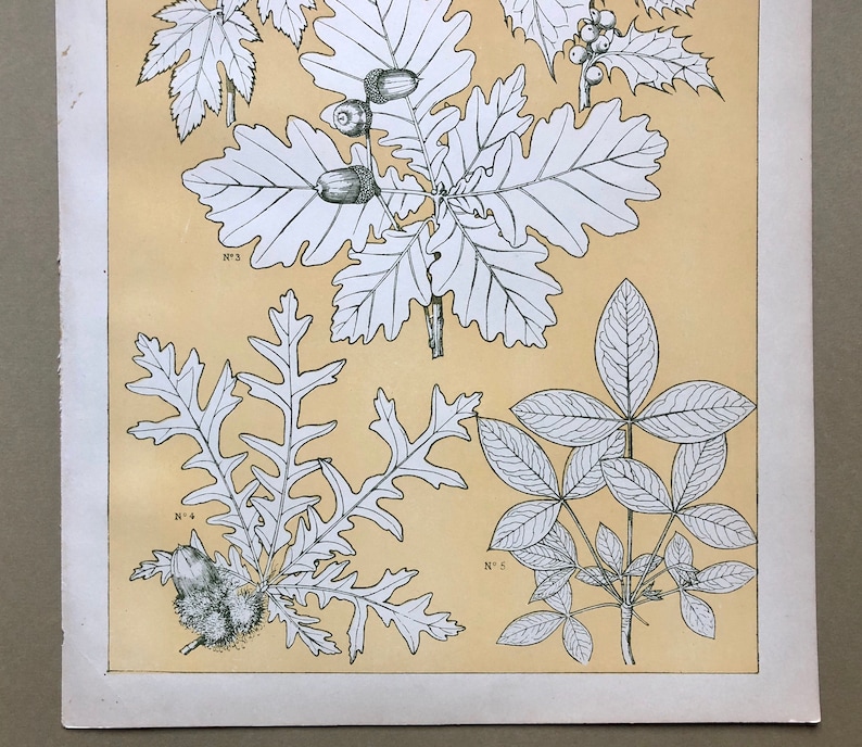 Size: 33 x 23 cms. An Original Plate From The Grammar of Ornament by Owen Jones Leaves From Nature No 5 1809-68