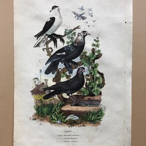 Six Antique Hand Coloured Lithographs 1830s From a French Dictionary Breeds of Pigeon. Engraved by Du Carre. Size: 28. X 18 cms. image 5