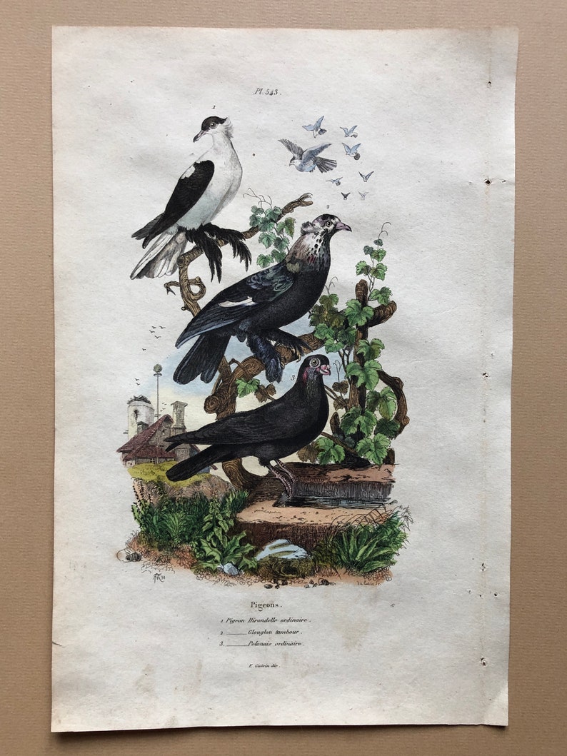 Six Antique Hand Coloured Lithographs 1830s From a French Dictionary Breeds of Pigeon. Engraved by Du Carre. Size: 28. X 18 cms. image 5