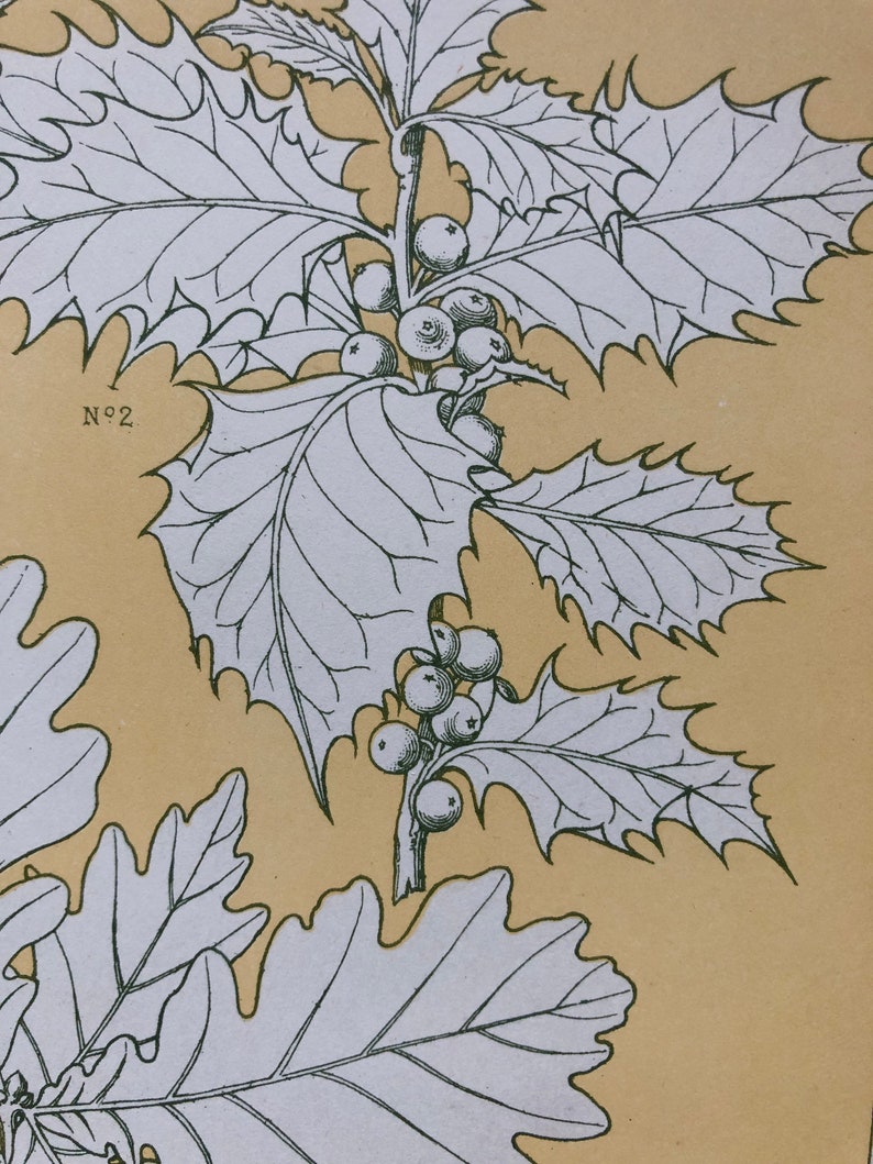 Size: 33 x 23 cms. An Original Plate From The Grammar of Ornament by Owen Jones Leaves From Nature No 5 1809-68
