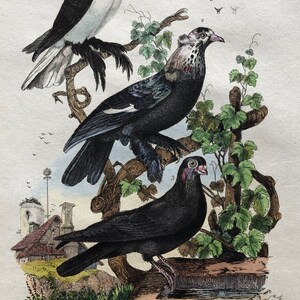 Six Antique Hand Coloured Lithographs 1830s From a French Dictionary Breeds of Pigeon. Engraved by Du Carre. Size: 28. X 18 cms. image 8