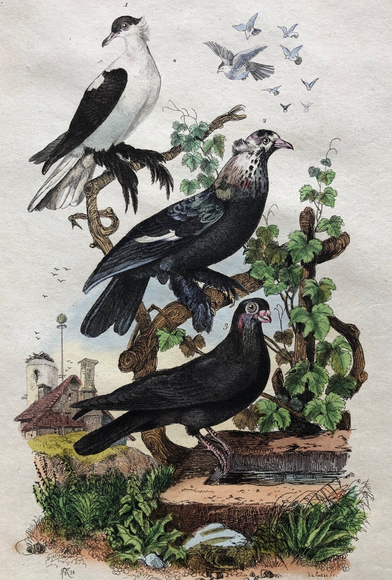 Six Antique Hand Coloured Lithographs 1830s From a French Dictionary Breeds of Pigeon. Engraved by Du Carre. Size: 28. X 18 cms. image 8