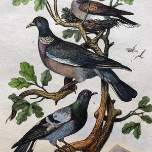 Six Antique Hand Coloured Lithographs 1830s From a French Dictionary Breeds of Pigeon. Engraved by Du Carre. Size: 28. X 18 cms. image 9