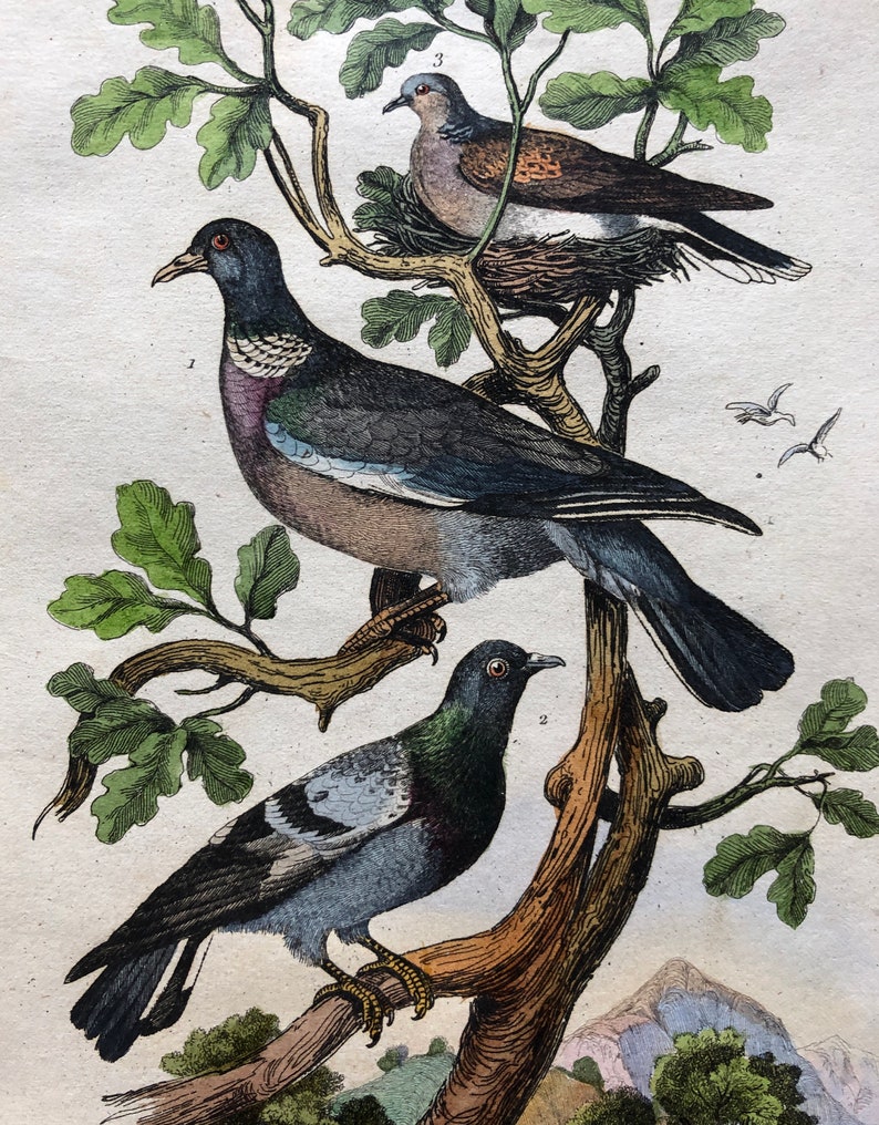 Six Antique Hand Coloured Lithographs 1830s From a French Dictionary Breeds of Pigeon. Engraved by Du Carre. Size: 28. X 18 cms. image 9