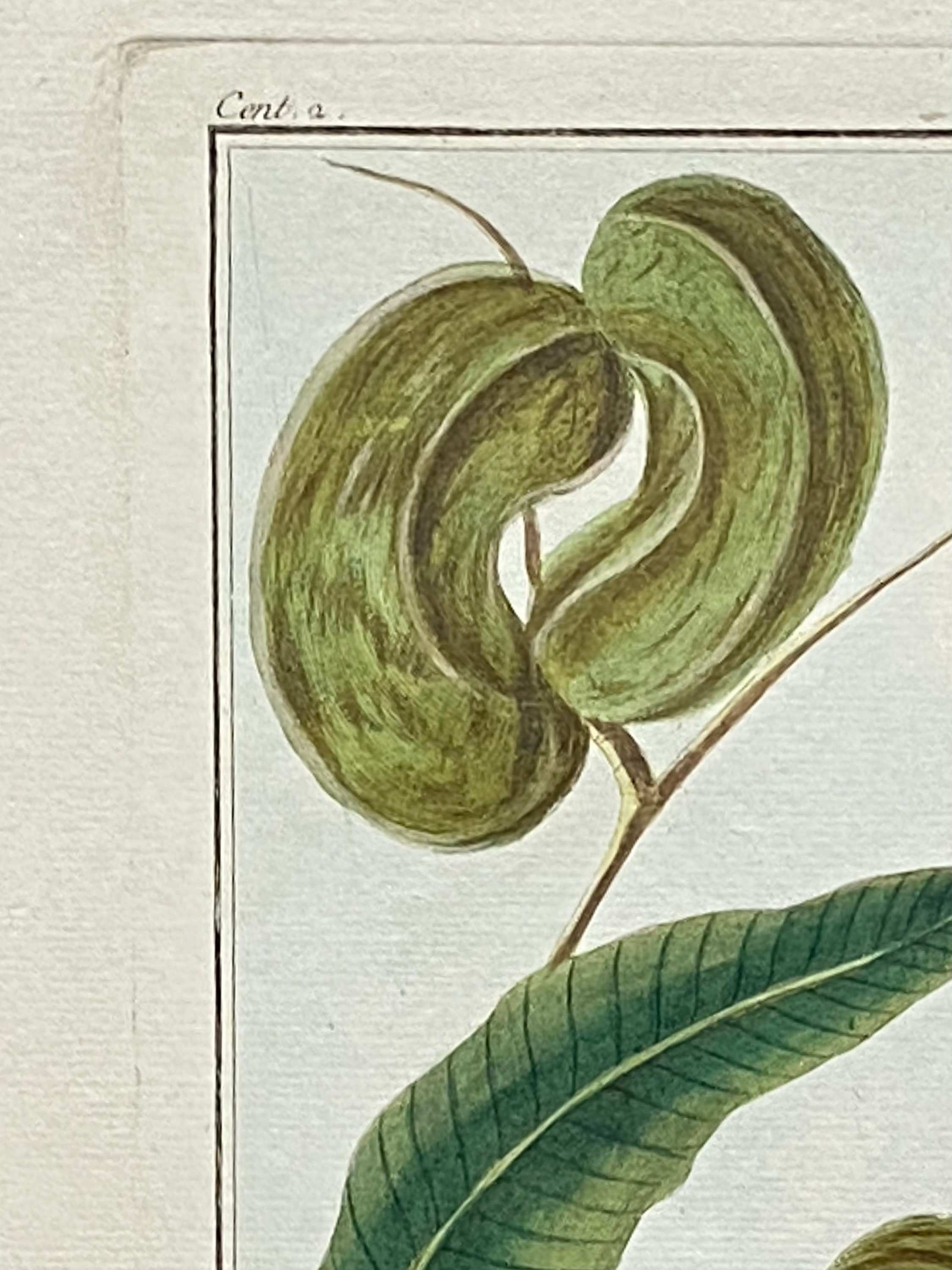 Mimosa Contorta. an Original Hand Coloured Copper Plate Engraving by