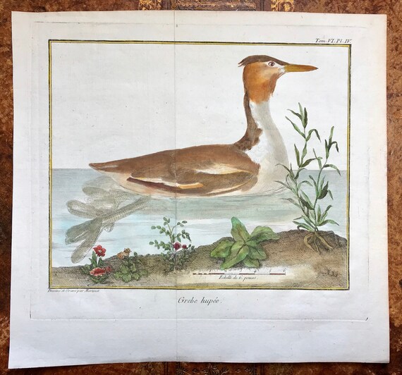 Grebe Hupe. A Copper Plate Engraving of a Grebe. by -  Ireland