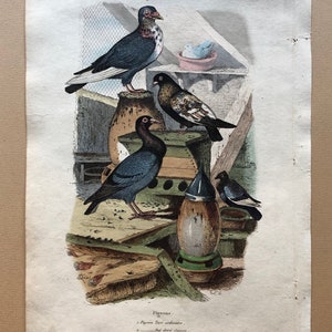 Six Antique Hand Coloured Lithographs 1830s From a French Dictionary Breeds of Pigeon. Engraved by Du Carre. Size: 28. X 18 cms. image 2