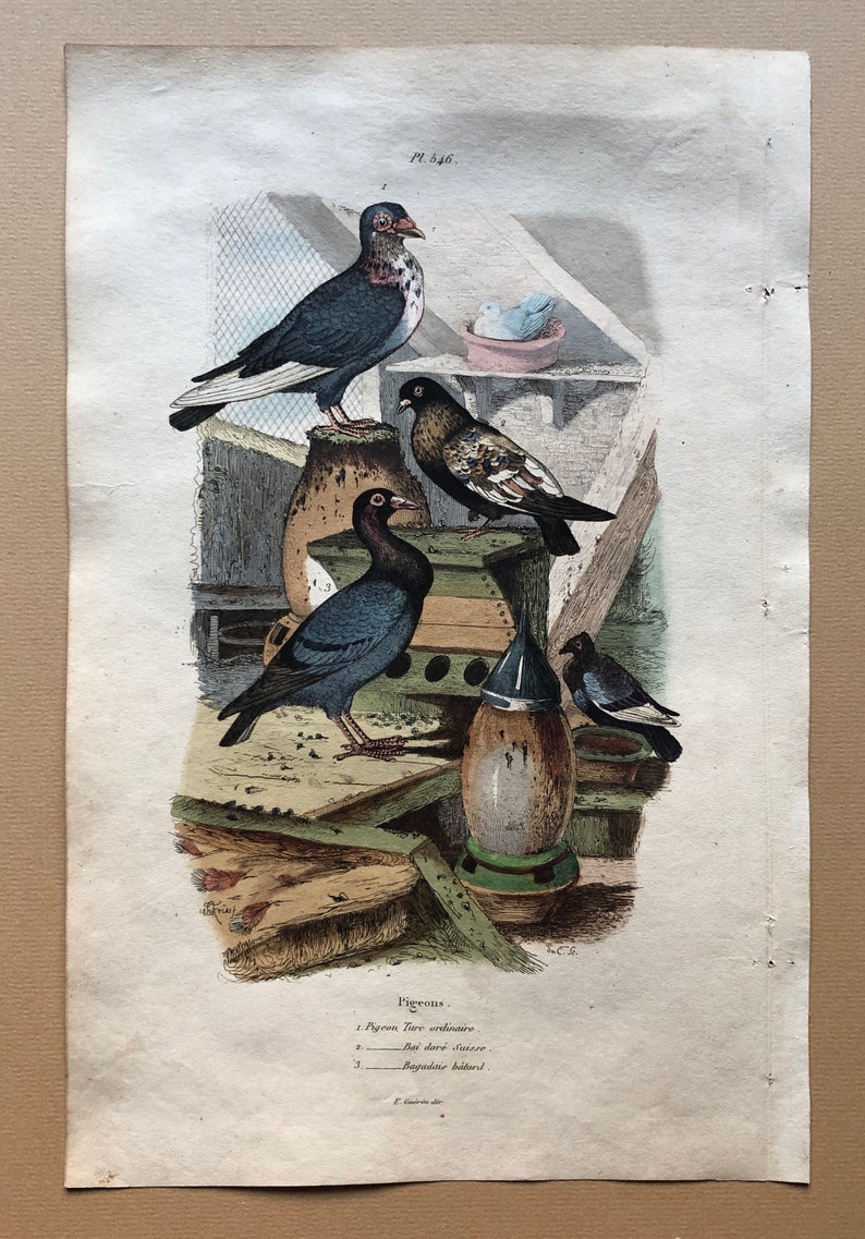 Six Antique Hand Coloured Lithographs 1830s From a French Dictionary Breeds of Pigeon. Engraved by Du Carre. Size: 28. X 18 cms. image 2