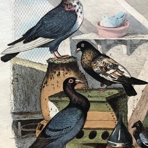 Six Antique Hand Coloured Lithographs 1830s From a French Dictionary Breeds of Pigeon. Engraved by Du Carre. Size: 28. X 18 cms. image 10