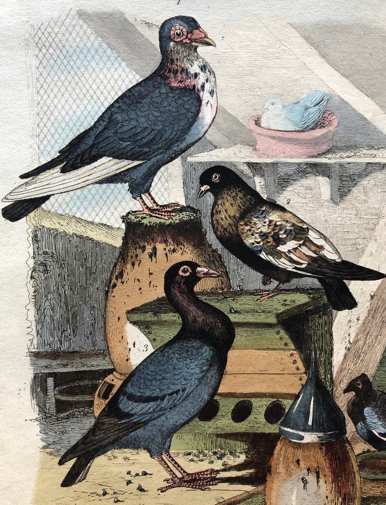Six Antique Hand Coloured Lithographs 1830s From a French Dictionary Breeds of Pigeon. Engraved by Du Carre. Size: 28. X 18 cms. image 10