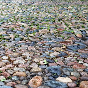 May include: A close-up view of a cobblestone path with green grass growing between the stones.