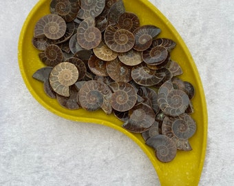 Ammonite Fossils