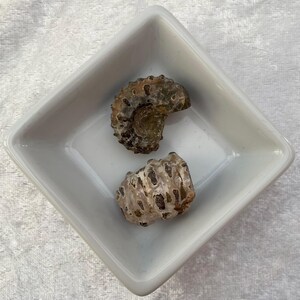 May include: Two fossilised ammonite specimens resting inside a small, square, white ceramic dish. The top fossil is a dark brown, coiled shell, while the bottom fossil is a lighter, beige-toned, segmented piece with dark brown textured markings.