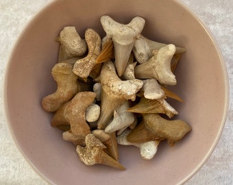 May include: A bowl filled with fossilized shark teeth. The teeth are various shades of brown and white, and some have a pointed shape.