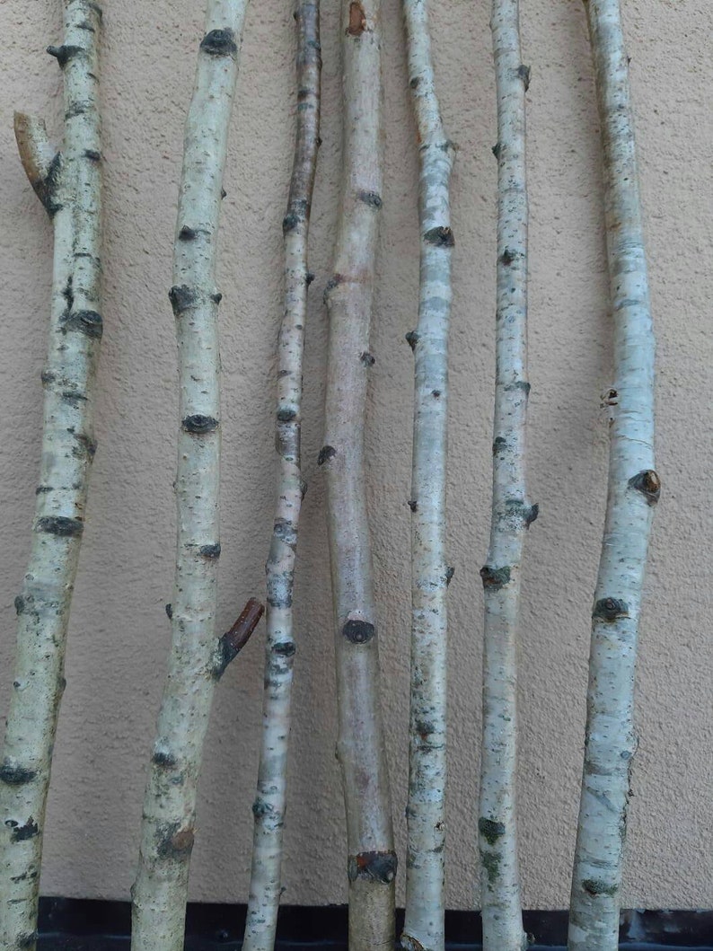 Set of 4 white birch branches 20 natural birch tree Etsy