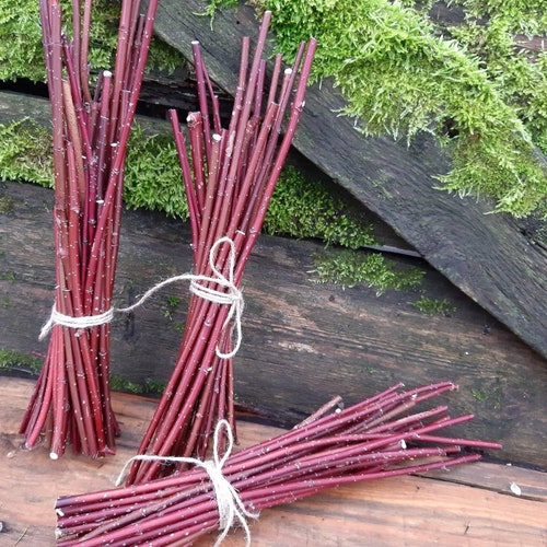 real red dogwood wands real willow sticks twigs wooden twigs craft projects supplies natural willow branches sacred tree willow wands sticks