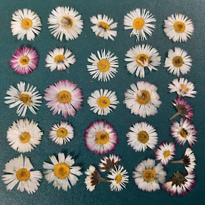 May include: A collection of dried white and pink daisy flowers arranged on a green surface. The flowers are in various sizes and shapes, with some having a darker center.