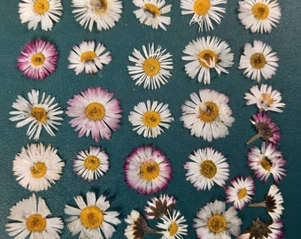 25/50/100 dried pressed daisy real dried pressed flowers dry petals natural dried pressed daisies white dried flowers pink dried flowers.