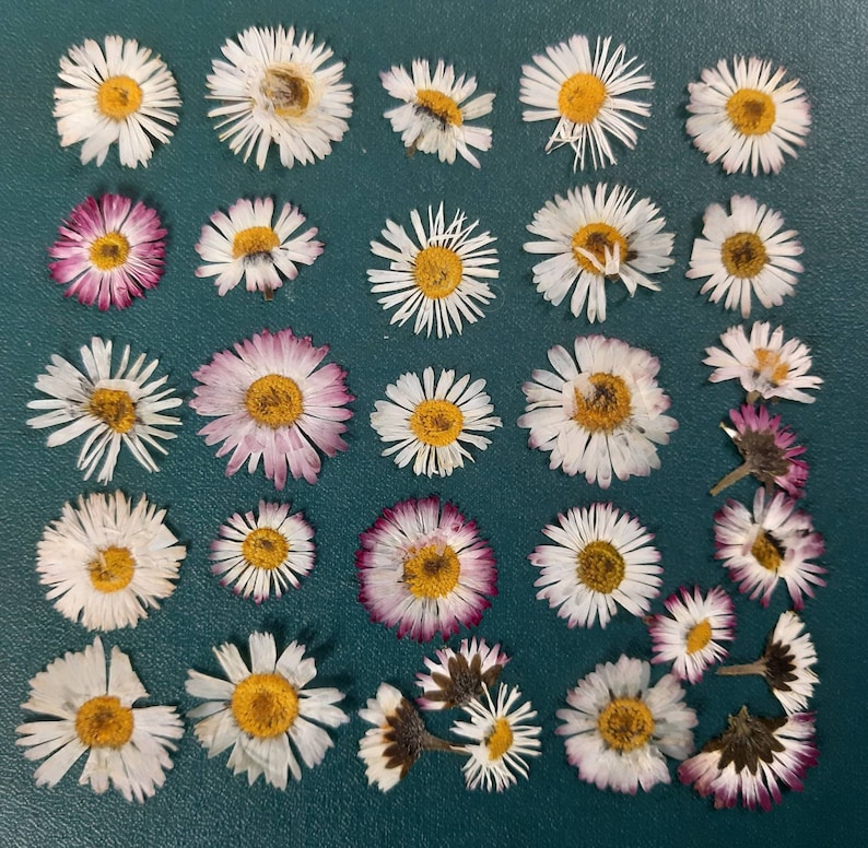 May include: A collection of dried white and pink daisy flowers arranged on a green surface. The flowers are in various sizes and shapes, with some having a darker center.