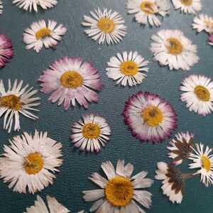 May include: A collection of pressed white and purple daisies with yellow centers arranged on a dark green surface.