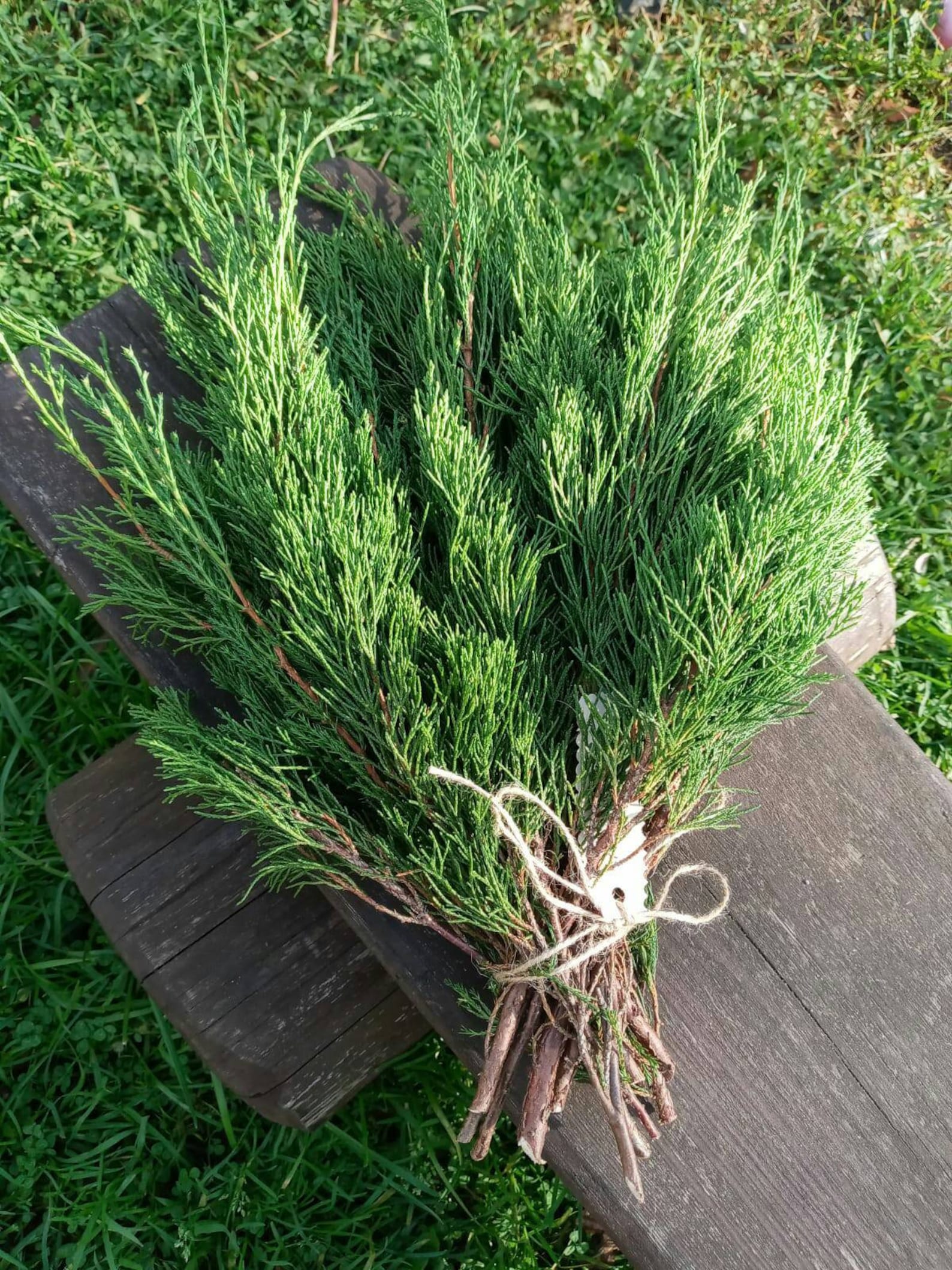Juniper tree branches fresh cut green branches mantel decor Etsy