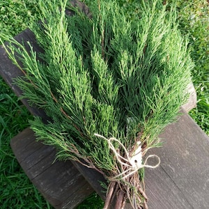 Puede incluir: Un manojo de ramas de coníferas verdes frescas atadas con hilo. Las ramas tienen una textura plumosa y están dispuestas en forma de abanico. El manojo descansa sobre una superficie de madera desgastada, con hierba verde en el fondo.