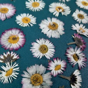 May include: A collection of dried white daisies with yellow centers, some with pink edges, arranged on a teal surface.