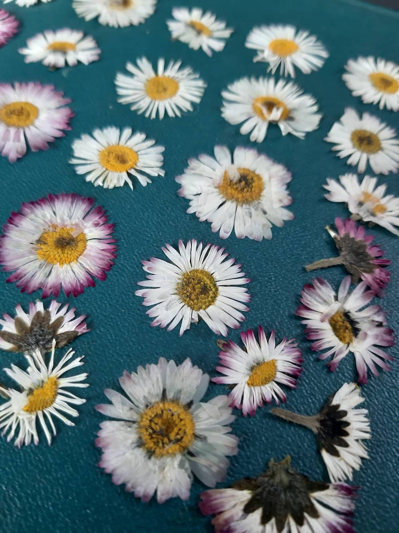 May include: A collection of dried white daisies with yellow centers, some with pink edges, arranged on a teal surface.