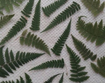 Fern leaves 50/100 Dried pressed real green fern leaf for craft pressed fern leaves plants dried flower herbarium for wedding holidays cards