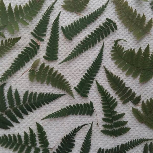 Fern leaves 50/100 Dried pressed real green fern leaf for craft pressed fern leaves plants dried flower herbarium for wedding holidays cards