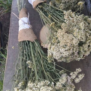 torkad rölleka torkade blommor bukett torkad vit knippe vilda blommor torkad ört örtte alternativ medicin naturliga vildblommor vasfyllning