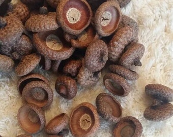May include: A collection of brown acorns with their caps, some separated, scattered on a white, textured surface. The acorns have a textured, ridged exterior and a smooth, light brown interior.