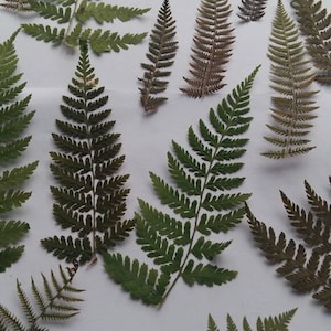 Foglie di felce pressate 50/100 felce selvatica pressata autentica piume essiccate progetti artigianali di foglie di felce inviti biglietti di auguri creazione di gioielli naturali