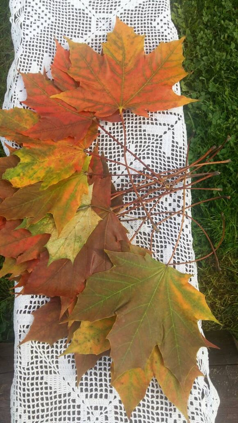 Real maple leaf 25/50 dried fall real pressed leaves hand Etsy