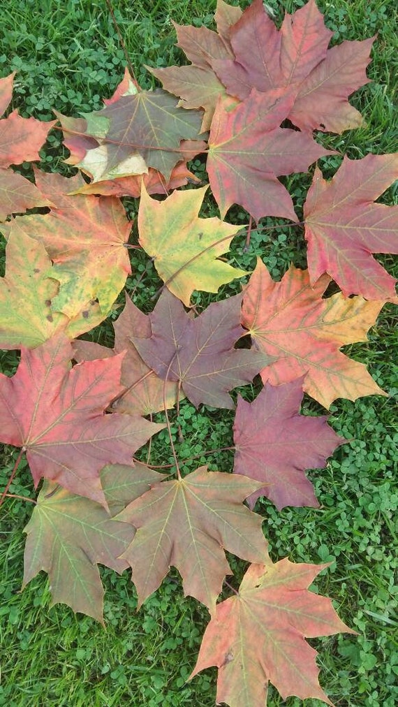 Real Maple Leaf 25 50 Dried Fall Real Pressed Leaves Hand Etsy Real Maple Leaf 25 50 Dried Fall Real Pressed Leaves Hand Etsy