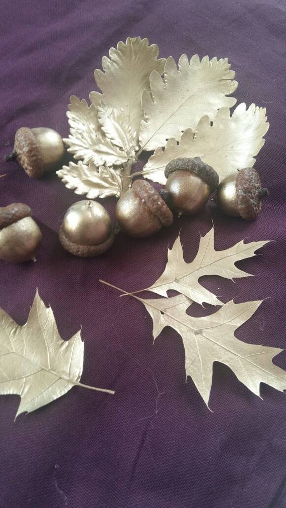 Download Golden Oak Acorns Natural Dried Acorn Nut Real Canadian Acorn Etsy PSD Mockup Templates