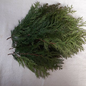 Cedar branches 12 green fresh cut natural thuja twigs Smudges cedar evergreens arrangement incense meditation herb cedar Western red cedar
