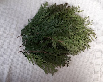 Cedar branches 12 green fresh cut natural thuja twigs Smudges cedar evergreens arrangement incense meditation herb cedar Western red cedar