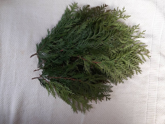 Zedernzweige, 12 grüne, frisch geschnittene Thujazweige, Räucherstäbchen, immergrünes Zedernholz-Arrangement, Weihrauch, Meditationskräuter, Westliche Rotzeder