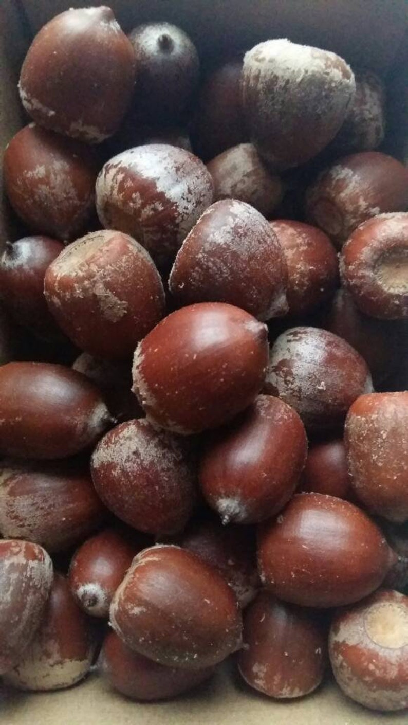 acorn nuts for sale acorn nuts for sale