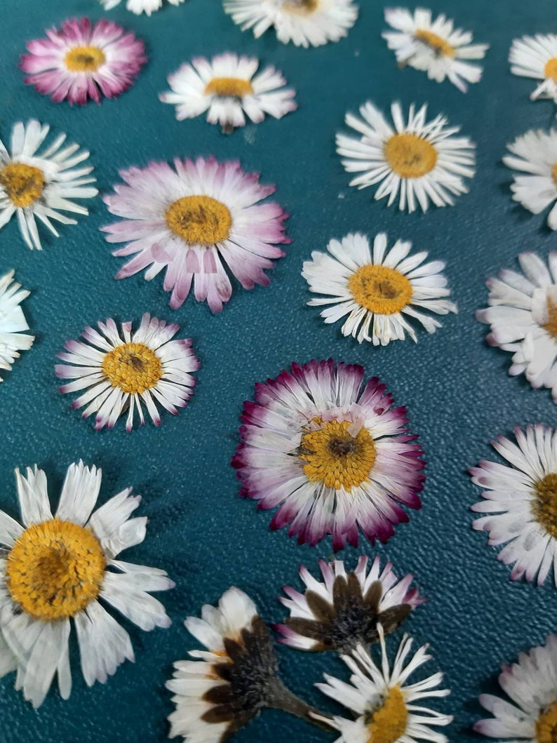May include: A teal background with a variety of white and pink pressed flowers. The flowers are arranged in a random pattern and have a variety of sizes and shapes.